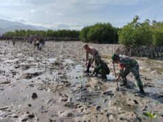TNI-Polri Ikut Tanam Seribu Mangrove di Pulau Bungin