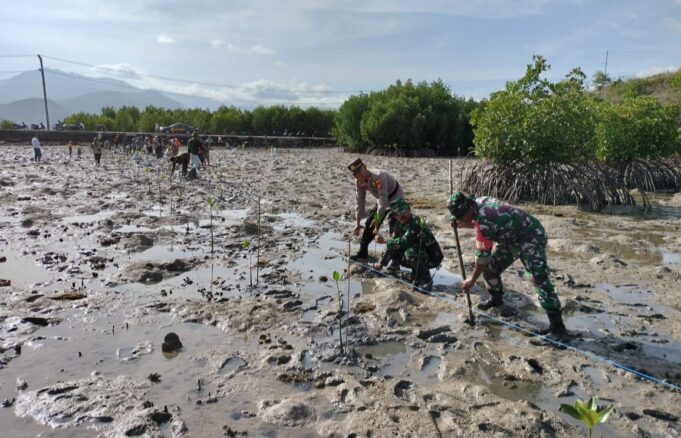 TNI-Polri Ikut Tanam Seribu Mangrove di Pulau Bungin