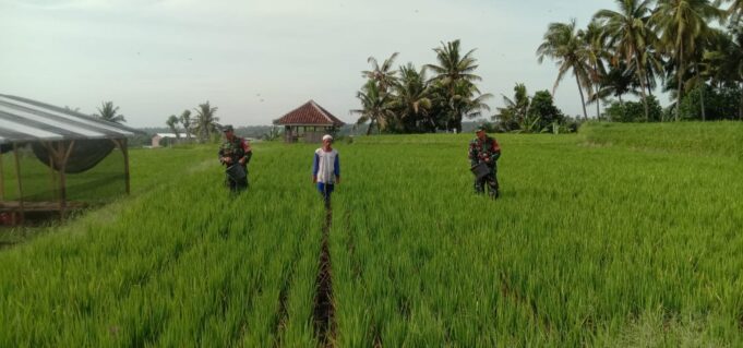 Babinsa Jajaran Kodim 1615/Lotim Kembali Lakukan Pendampingan Ketahanan Pangan