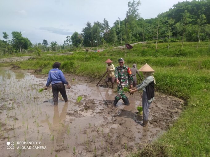Dukung Ketahanan Pangan, Kodim 1615/Lotim Lakukan Pendampingan Petani
