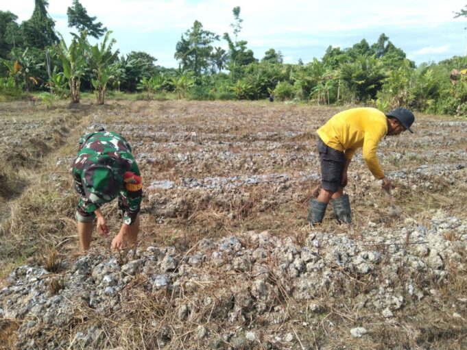 Wujudkan Ketahanan Pangan Di Wilayah, Babinsa Koramil Mapurujaya Rutin Bantu Petani Dalam Menggarap Lahan Pertanian