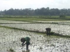Pengaruh El-Nino, Angka Tanam Padi Masih Dibawah 50 Persen