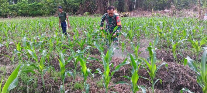 Babinsa Koramil 1710-07/Mapurujaya Bersama Petani Laksanakan Penyemprotan Pestisida Di Tanaman Jagung