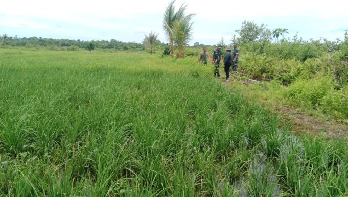 Dandim 1710/Mimika Tinjau Lahan Kosong Untuk Rencana Dibuka Menjadi Lahan Persawahan Agar Menjadi Produktif