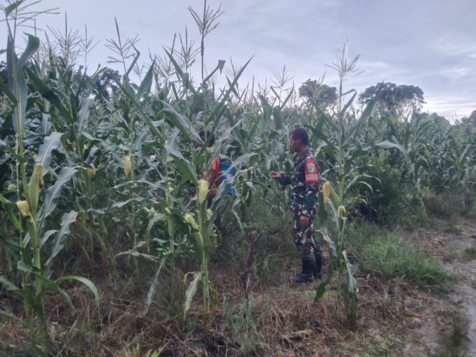 Babinsa Koramil Kuala Kencana Komsos Dengan Petani Jagung di Desa Binaan