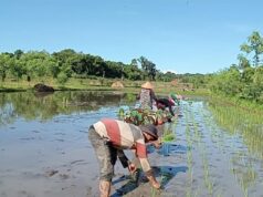 Babinsa Darmasari Bersama Penyuluh Pertanian Berikan Pendampingan Petani