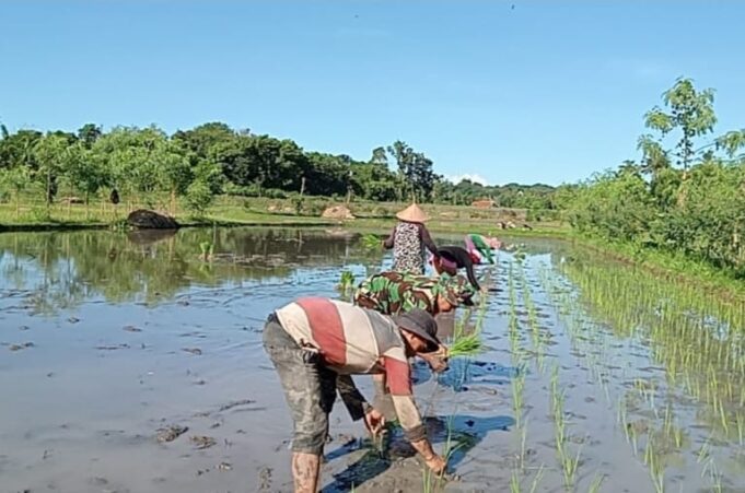 Babinsa Darmasari Bersama Penyuluh Pertanian Berikan Pendampingan Petani