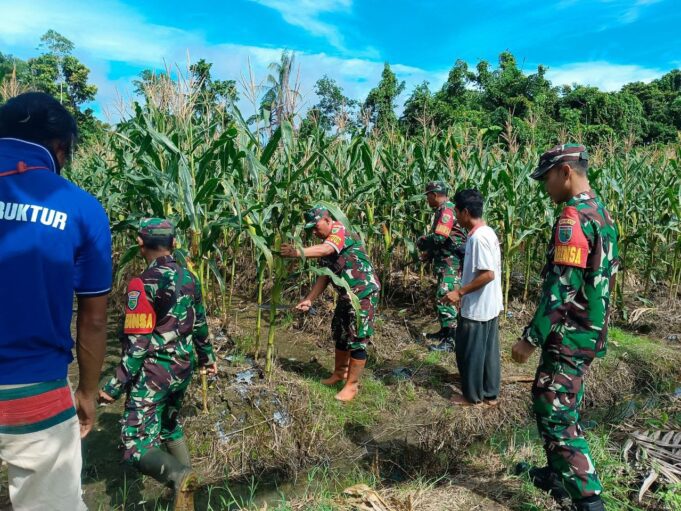 Wujudkan Ketahanan Pangan, Koramil Mapurujaya Bersama Kelompok Tani Panen Jagung Bersama
