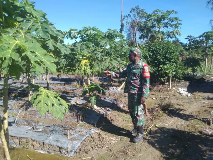 Babinsa Kuala Kencana Laksanakan Komsos dan Pendampingan Kepada Petani