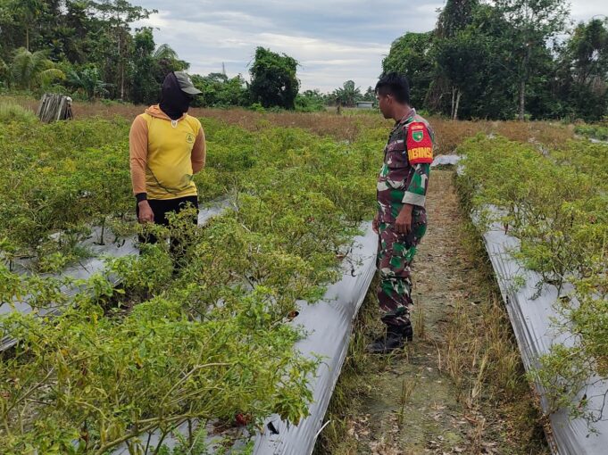 Babinsa Koramil 02/Timika Dampingi Petani Merawat Tanaman Cabe