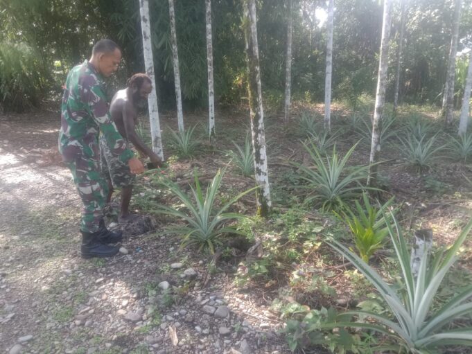 Komsos Dengan Petani, Babinsa Kuala Kencana Beri Motivasi Kepada Petani Nanas