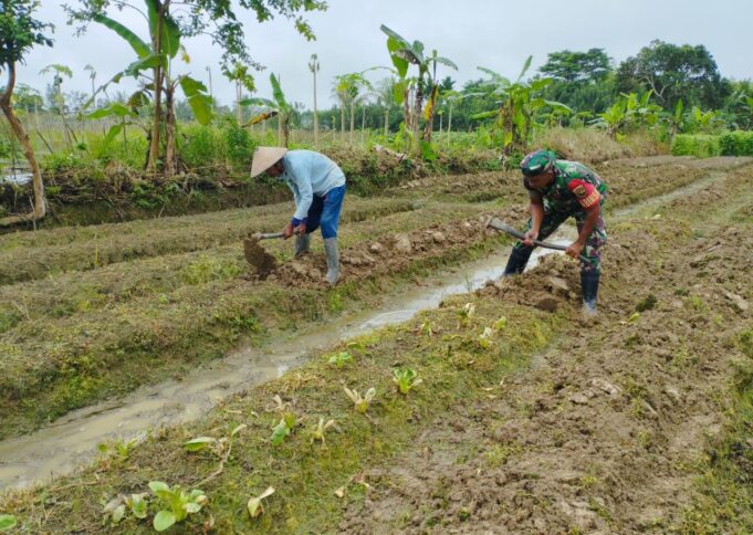 Babinsa Koramil 1710-02/Timika Bantu Petani Di Wilayah Binaannya Dalam Menyiapkan Lahan Pertanian