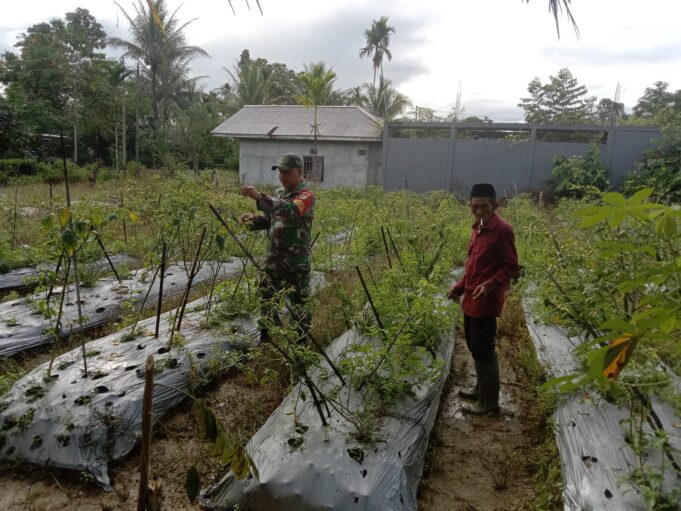 Lewat Komsos, Babinsa Koramil 1710-03/Kuala Kencana Kopda Arif Teguh Motivasi Petani Cabe Binaan