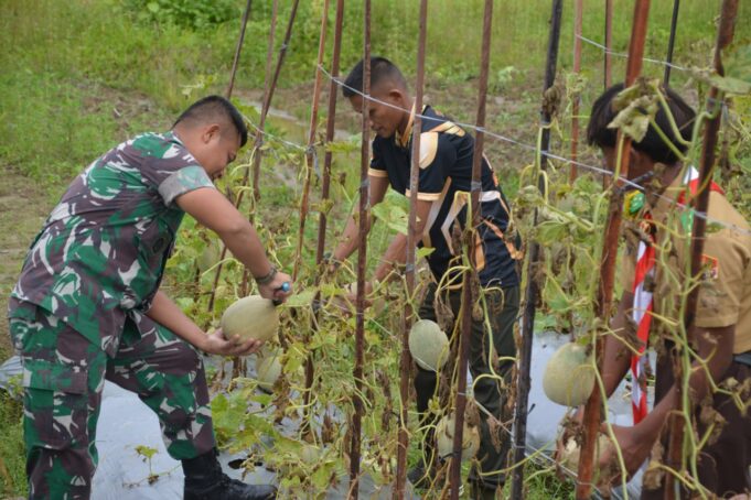 Dandim 1710/Mimika Pimpin Panen Tanaman Melon Di Lahan Kodim