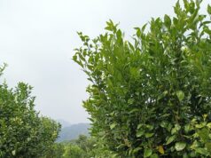 Luncurkan Paket Edufarm Bagi Siswa Sekolah, Bukit Aquila Camp Manfaatkan Lahan Agro yang Sudah Ada