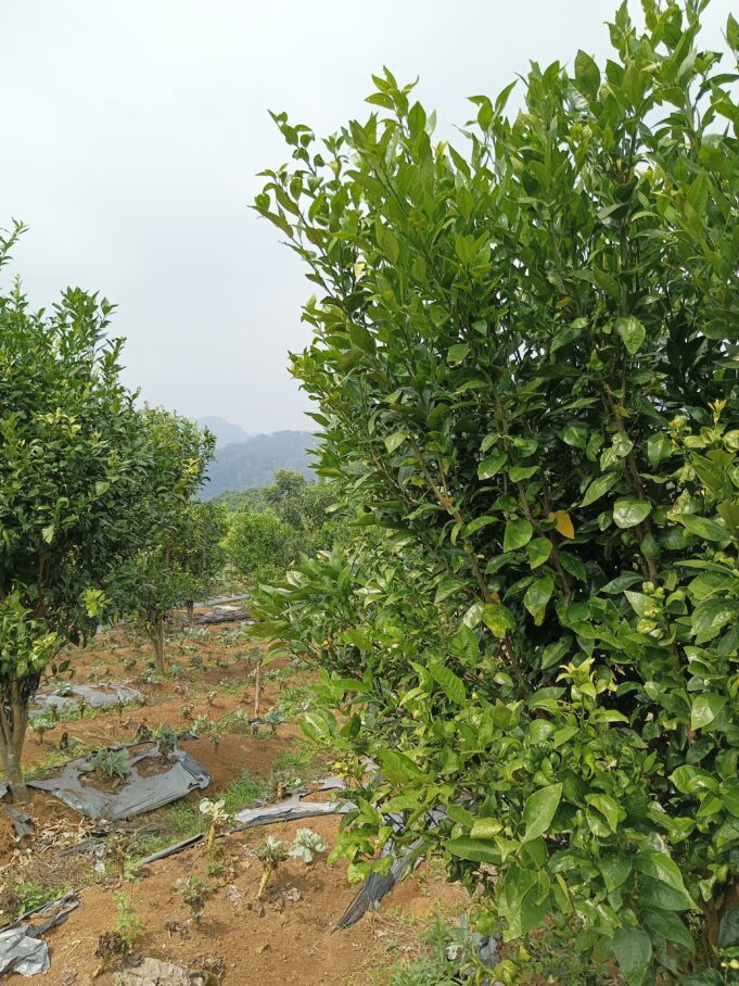 Luncurkan Paket Edufarm Bagi Siswa Sekolah, Bukit Aquila Camp Manfaatkan Lahan Agro yang Sudah Ada