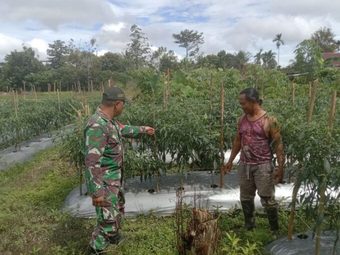 Koramil 1710-03/Kuala Kencana Laksanakan Komsos Dengan Petani Di Wilayah Binaan