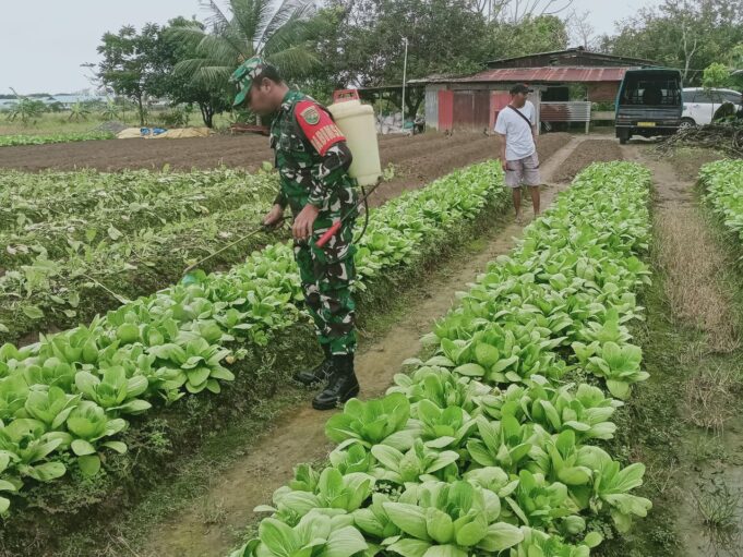 Babinsa Koramil 02/Timika Melaksanakan Pendampingan Ketahanan Pangan Kepada Petani Sayur