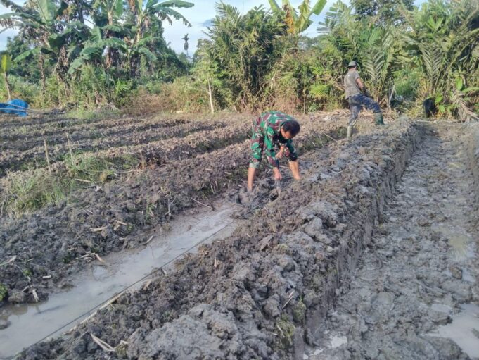 Pendampingan Pengolahan Lahan, Babinsa Mapurujaya Bantu Pembuatan Bedengan