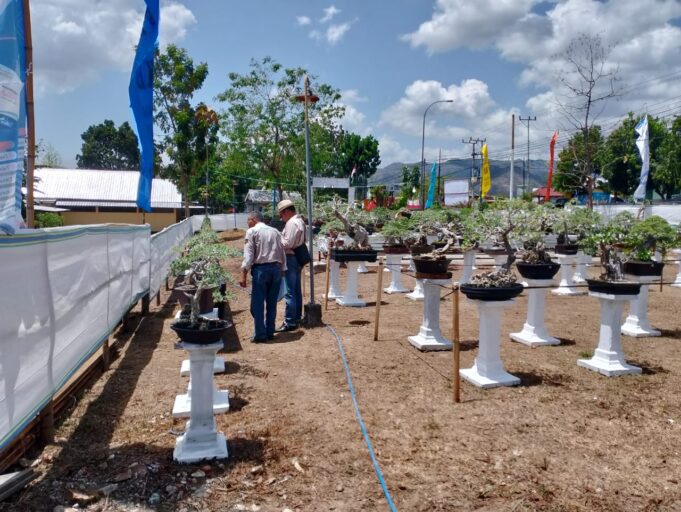 Kontes dan Pameran Bonsai se-Pulau Sumbawa Diikuti 353 Bonsai