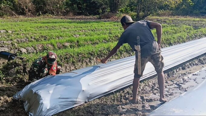 Siapkan Lahan, Babinsa Mapurujaya Dampingi Petani Memasang Plastik Mulsa