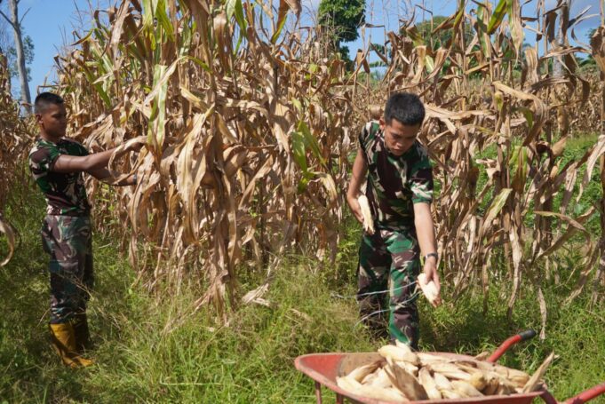 Korem 012/TU Dukung Swasembada Pangan Dengan Panen Jagung