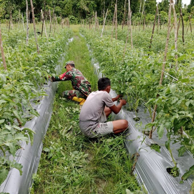 Babinsa Mapurujaya Sertu Tangkas Budiono Selalu Rutin Mendampingi Petani Binaan Sebagai Upaya Mensukseskan Program Ketahanan Pangan Wilayah