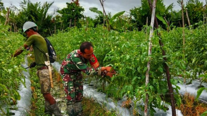 Babinsa Mapurujaya Dampingi Petani Merawat Tanaman Tomat