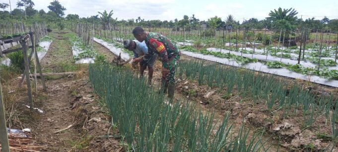 Babinsa Kampung Kaugapu Dampingi Petani Rawat Tanaman