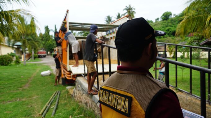 Sehat dan Bebas PMK, 274 Hewan Kurban dari Sumbawa Diberangkatkan ke Bekasi
