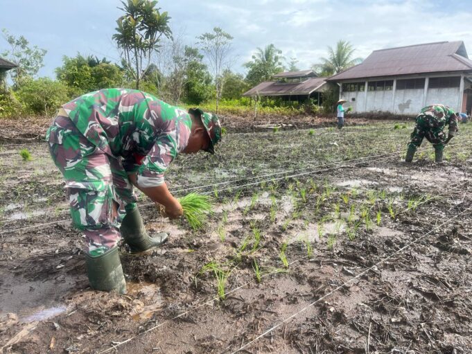 Sukseskan Program Ketahanan Pangan Babinsa Koramil 03/Kuala Kencana Bantu Petani Tanam Padi