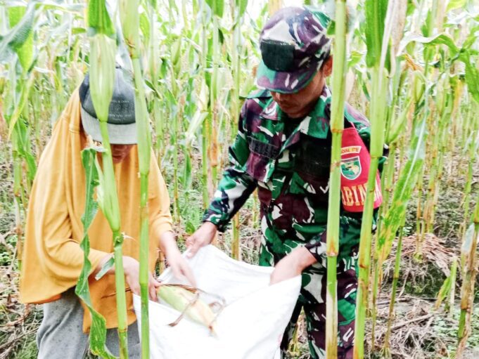 Selalu Hadir Bersama Warga Binaan, Babinsa Mapurujaya Bantu Petani Panen Jagung