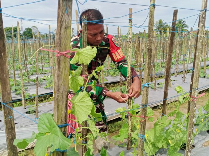 Babinsa Koramil 02/Timika Komsos Serta Bantu Petani Rawat Tanaman Melon