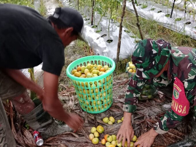 Wujudkan Ketahanan Pangan, Babinsa Mapurujaya Selalu Hadir Bantu Petani