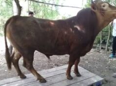 Idul Adha 1446 H, Presiden RI Kurban Sapi Limosin di Kabupaten Sumbawa