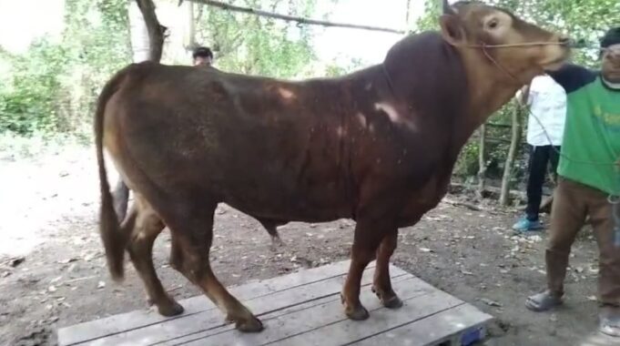 Idul Adha 1446 H, Presiden RI Kurban Sapi Limosin di Kabupaten Sumbawa