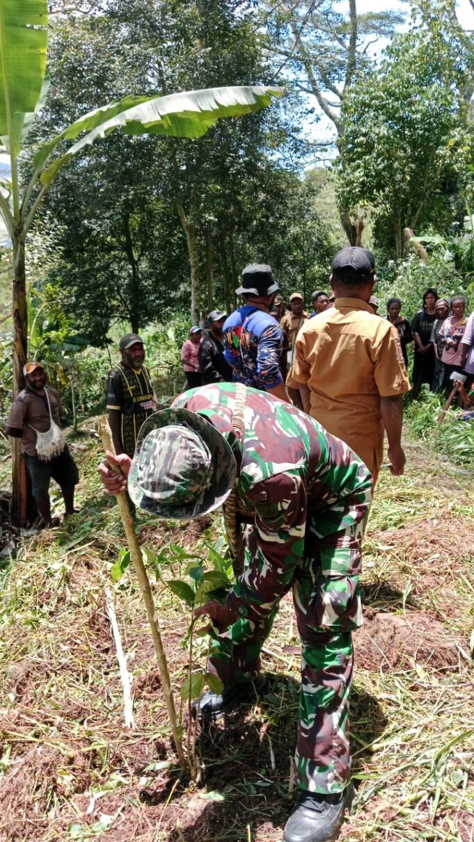 Jelang HUT TNI Ke-80, Koramil 1715-02/Kiwirok Kodim 1715/Yahukimo Bersama Masyarakat 12 Desa di Distrik Kiwirok Melaksanakan Penanaman Pohon Kopi