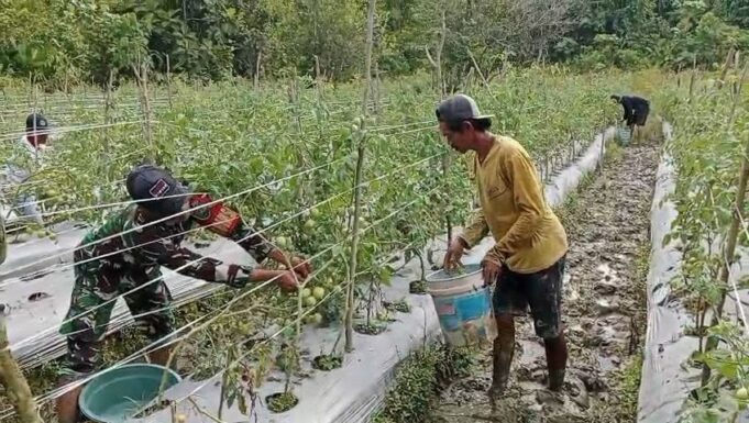 Beri Motivasi Serta Dukungan, Babinsa Koramil Mapurujaya Bantu Salah Satu Petani Binaan Panen Tomat