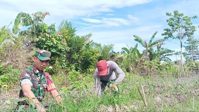 Babinsa Mapurujaya Wujudkan Kepedulian Lewat Komsos dan Pendampingan Petani Cabai Keriting