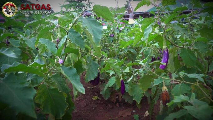 Satgas Yonif 312/KH Pos Kotis Ubah Lahan Tidur Jadi Lahan Produktif
