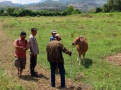 Gara-gara Sapi, Sapi Racing Berurusan dengan Polisi