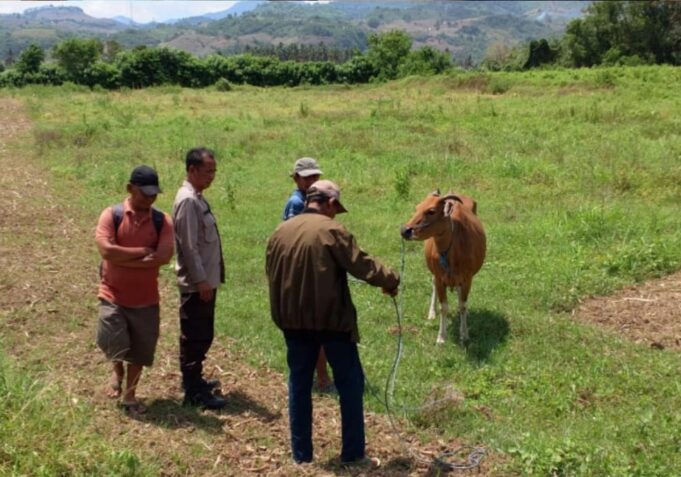 Gara-gara Sapi, Sapi Racing Berurusan dengan Polisi