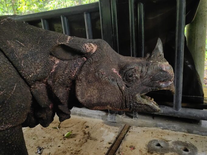 TNI Bantu Penyelamatan Badak di Taman Nasional Ujung Kulon