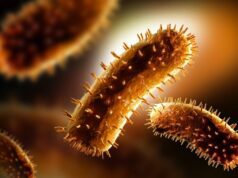 Kabupaten Sumbawa Belum Bebas Rabies