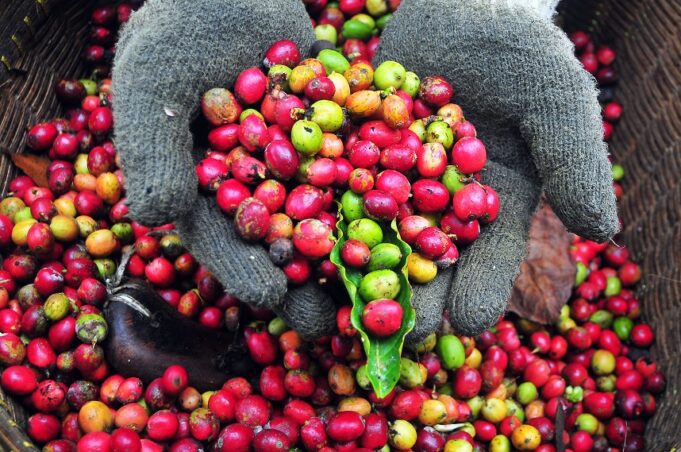 Kopi Sumbawa Berpeluang Tembus Pasar Internasional