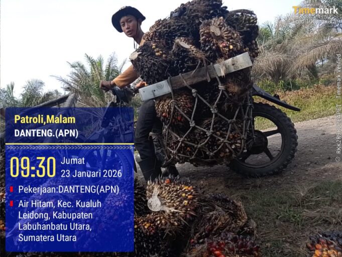 PT. Agrinas Sukaramai Labura Berdayakan Pekerjakan Masyarakat Sekitar, Hadapi Tantangan Pencurian