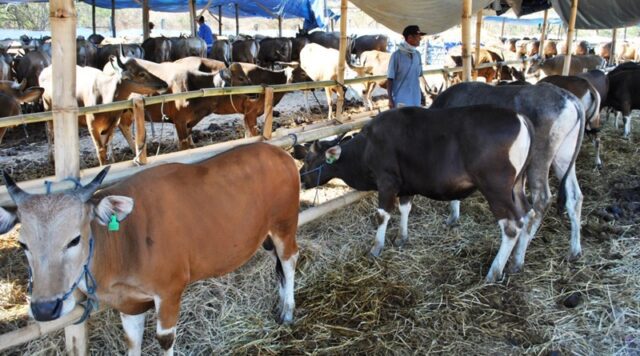 sapi
