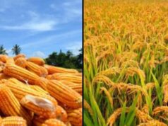 Hingga Maret, Total Produksi Padi Capai 71.088 Ton dan Jagung 125.081 Ton