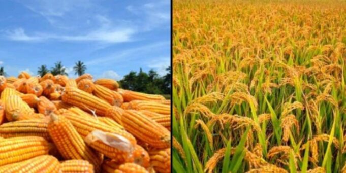 Hingga Maret, Total Produksi Padi Capai 71.088 Ton dan Jagung 125.081 Ton