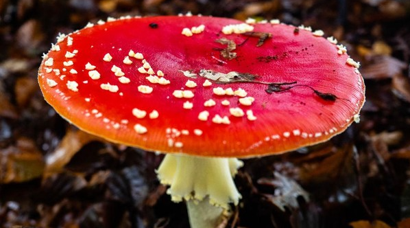 Melampaui Paus Biru: Jamur Raksasa di Oregon Kukuhkan Gelar Makhluk Hidup Terbesar di Dunia